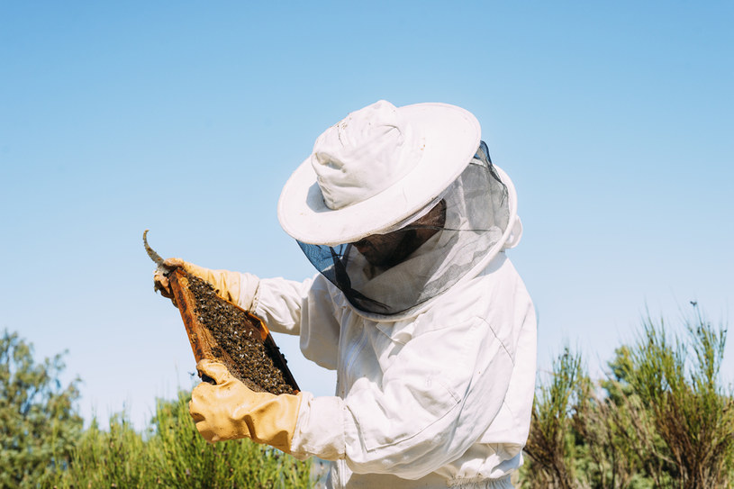 Polonia es uno de los principales productores de miel de la Unión Europea / 123RF / PICSEL
