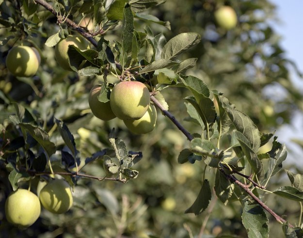 Polska jest największym na świecie producentem jabłek. Na zdjęciu: sad w Żurawicy na Podkarpaciu /Darek Delmanowicz /PAP