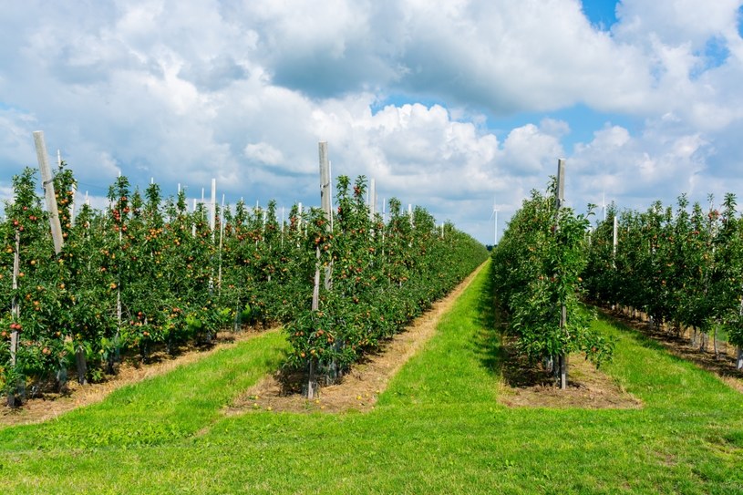 Polska jest największym producentem jabłek w Europie. Jednak sadownicy muszą sprostać kilku problemom, które pojawiły się w ostatnich latach /123rf.com /123RF/PICSEL