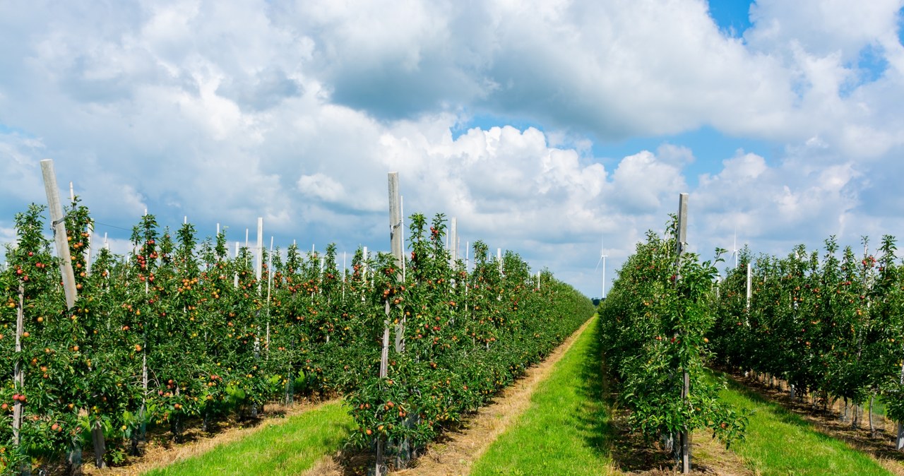 Polska jest największym producentem jabłek w Europie. Jednak sadownicy muszą sprostać kilku problemom, które pojawiły się w ostatnich latach /123rf.com /123RF/PICSEL