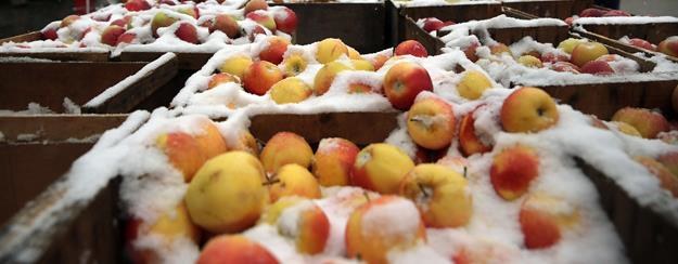 Polska jest pierwsza na świecie w eksporcie jabłek /AFP
