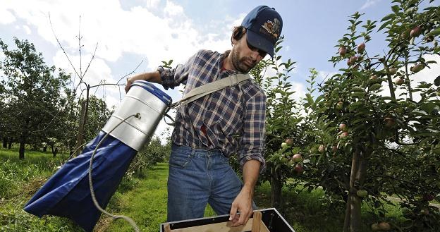Polska jest potentatem w produkcji jabłek /AFP
