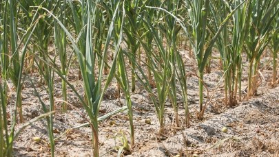 Polska ma największy deficyt wody w UE. Ruszają konsultacje ws. suszy