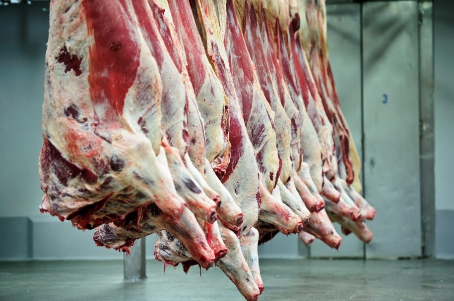 Polska ma przedstawić w poniedziałek w Brukseli informację na temat afery z nielegalnym ubojem chorych krów /Wojciech Pacewicz /PAP