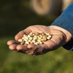 Polska ma za mało fasoli. A jest zdrowsza niż mięso