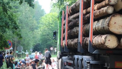 Polska może uniknąć kar finansowych za wycinkę Puszczy Białowieskiej