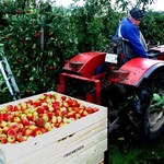 Polska największym producentem jabłek w UE