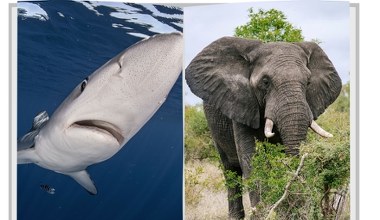Polska nie jedzie na mundial. Jadą za to żarłacze, słonie czy lamparty