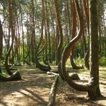 Polska niezwykła: Krzywy las w Gryfinie
