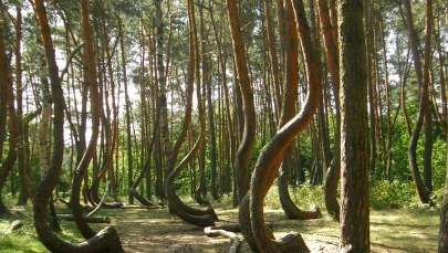 Polska niezwykła: Krzywy las w Gryfinie