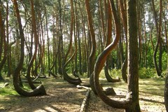Polska niezwykła: Krzywy las w Gryfinie