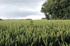 Polska niezwykła: Poznajcie Śląską Fudżijamę