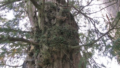 Polska Niezwykła: To drzewo pamięta początki państwa polskiego!