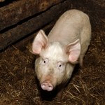Polska o krok od pozwu do unijnego Trybunału z powodu... świń