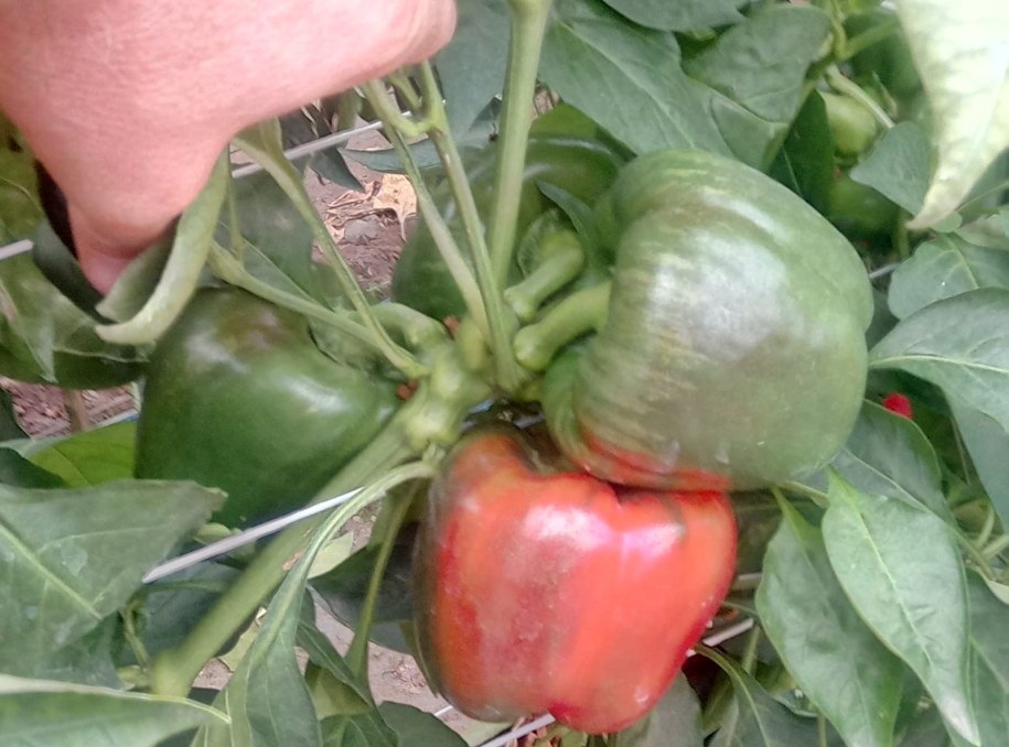 Polską papryką będziemy cieszyć się już w maju /Michał Dobrołowicz /RMF FM