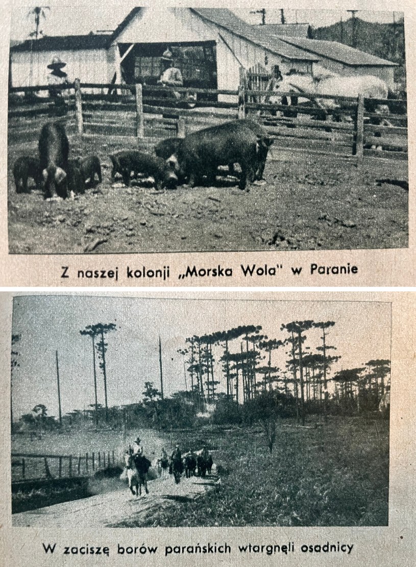 Polska plantacja w Paranie /Miesięcznik "Morze" /INTERIA.PL
