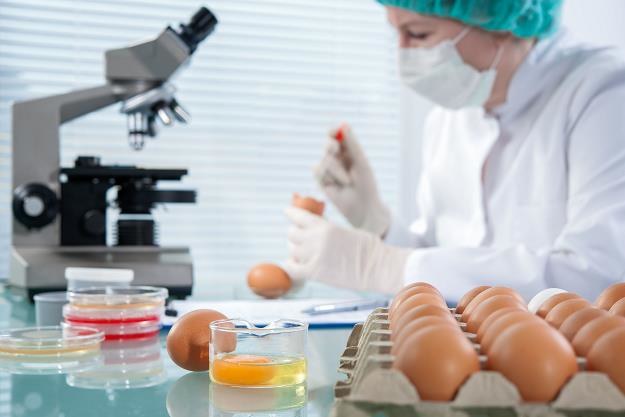 Polska podjęła niezbędne działania w reakcji na wykrycie jaj skażonych salmonellą /&copy;123RF/PICSEL