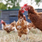 Polska poparła nową unijną umowę handlową z Ukrainą. Kto był przeciw?