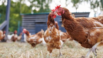 Polska poparła nową unijną umowę handlową z Ukrainą. Kto był przeciw?