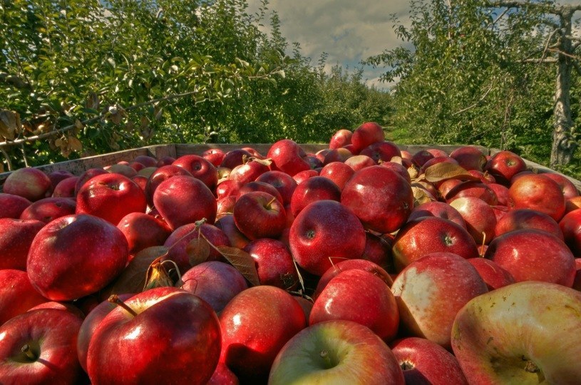 Polska potęgą w produkcji jabłek /123RF/PICSEL