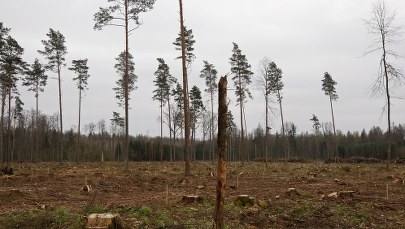 Polska przed Trybunałem UE za wycinkę w Puszczy Białowieskiej?