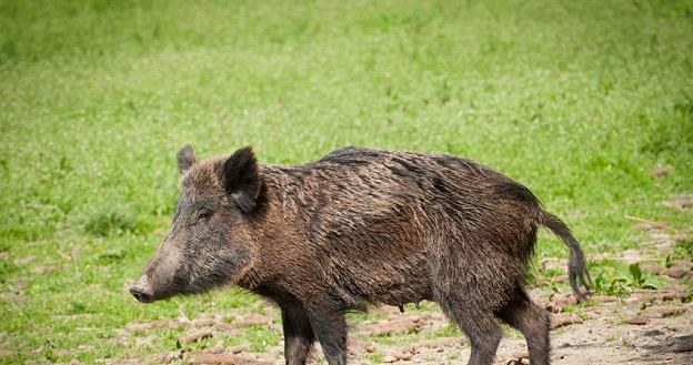 Polska przyjmie model białoruski czyli, będzie odstrzał dzików /&copy;123RF/PICSEL