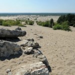 Polska pustynia wiosną budzi się do życia. Najlepsza pora na spacer