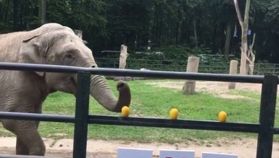 Polska – Senegal. Słonica Citta wskazała zwycięzcę. A Wy jak obstawiacie?