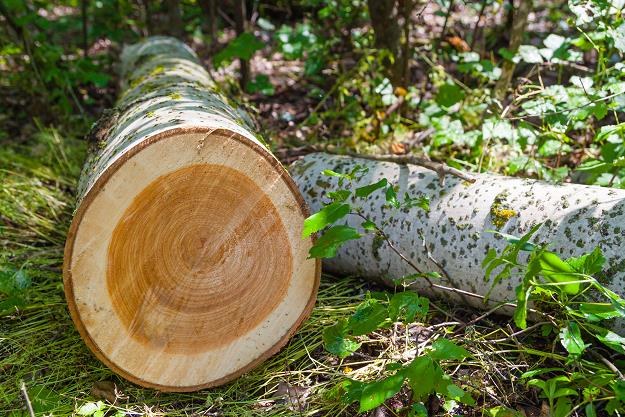 Polska straciła od początku roku nawet trzy miliony drzew /&copy;123RF/PICSEL