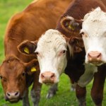 Polska walczy o ochronę wołowiny w umowie handlowej UE-Australia