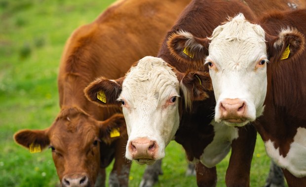 Polska walczy o ochronę wołowiny w umowie handlowej UE-Australia