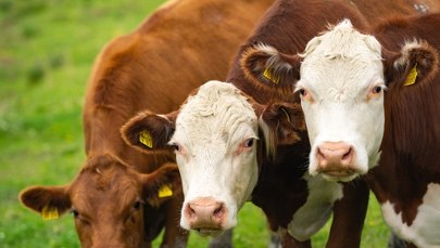 Polska walczy o ochronę wołowiny w umowie handlowej UE-Australia