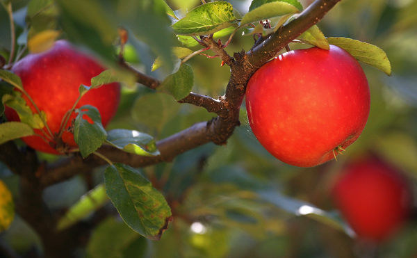 Polska ważnym producentem jabłek /123RF/PICSEL
