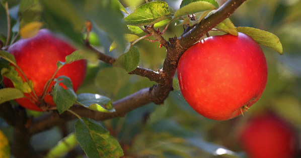 Polska ważnym producentem jabłek /123RF/PICSEL