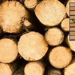 Polska wróci do ważnej certyfikacji drewna. Lasy Państwowe zmieniły zdanie