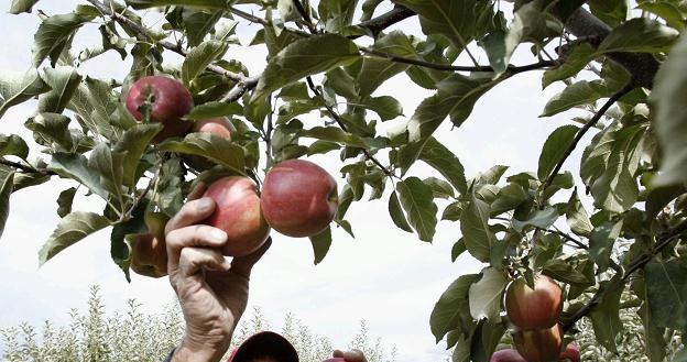 Polska wyprodukuje w tym roku 300 tys. ton zagęszczonego soku jabłkowego /AFP