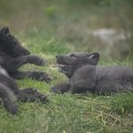 Polska zakaże hodowli zwierząt na futra. Być może już w czerwcu