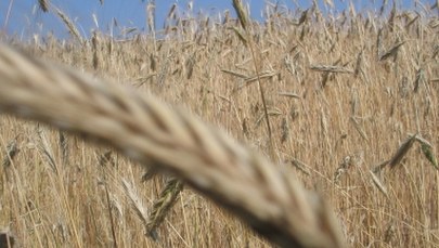 Polska ziemia nie dla cudzoziemców? Rząd przyjął projekt ustawy