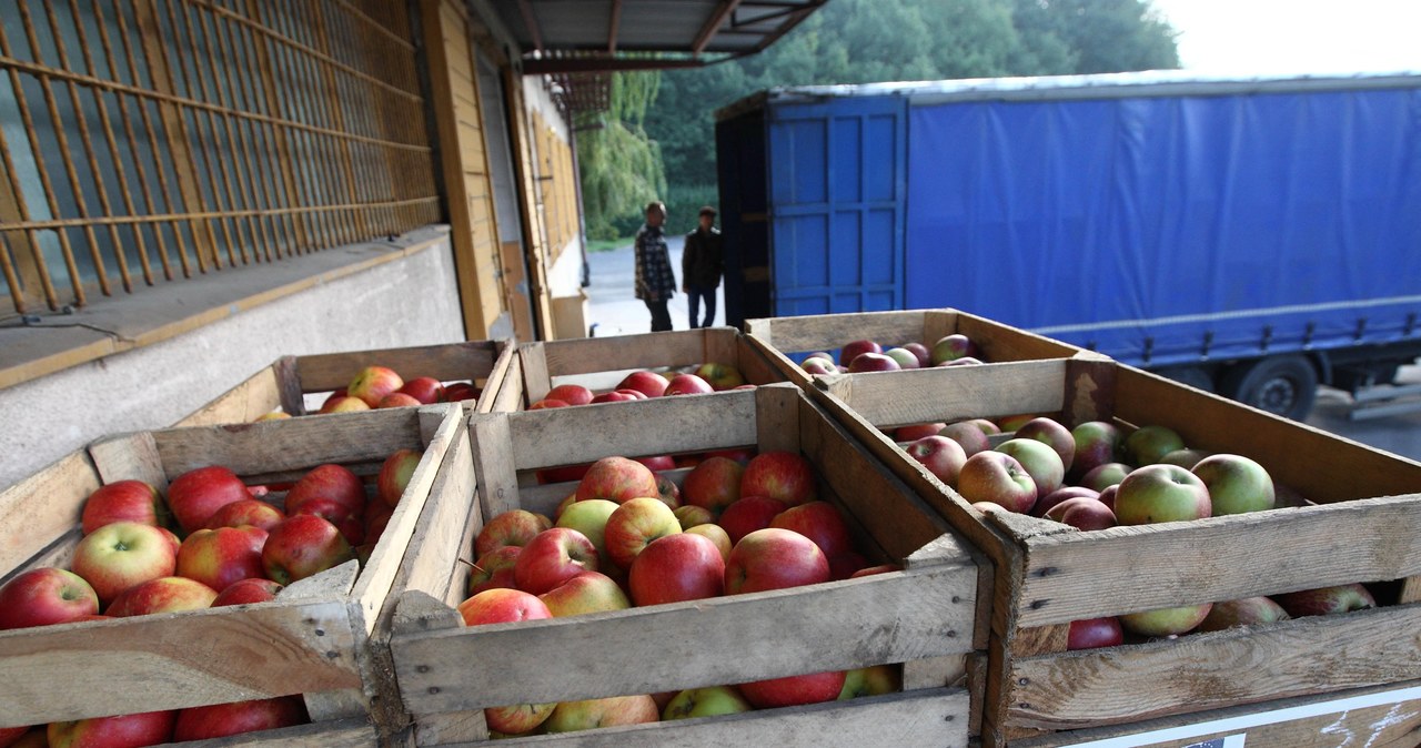 Polska żywność podbija świat, a zwłaszcza Niemcy. Na zagraniczne stoły wysyłamy świeże owoce, m.in. jabłka /Michal Fludra / NurPhoto / NurPhoto via AFP /