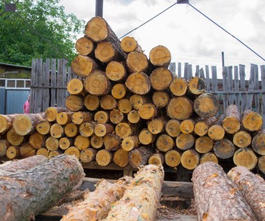 Polskę zalewa drewno z zagranicy. Nawet nie próbujemy tego kontrolować
