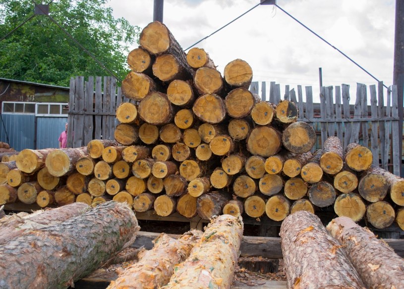 Polskę zalewa nielegalne drewno z zagranicy /123RF/PICSEL
