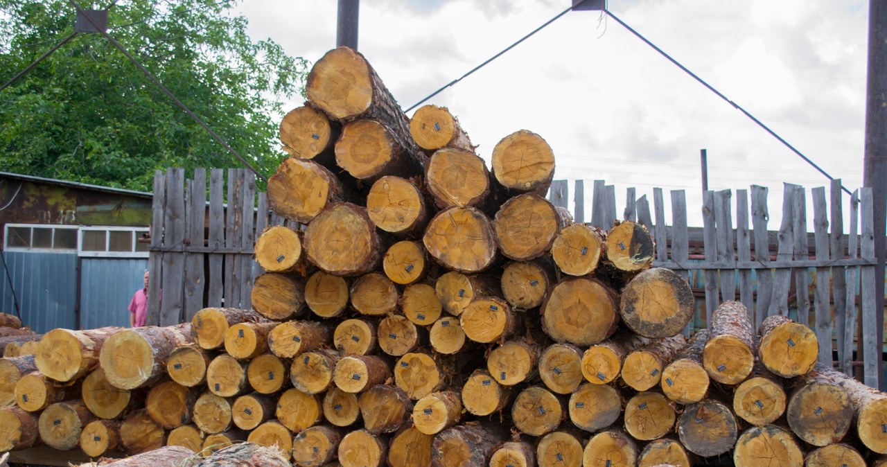 Polskę zalewa nielegalne drewno z zagranicy /123RF/PICSEL