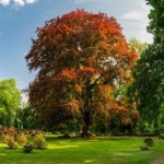 Polski buk Europejskim Drzewem Roku 2025. To przyrodnicza perełka Dolnego Śląska