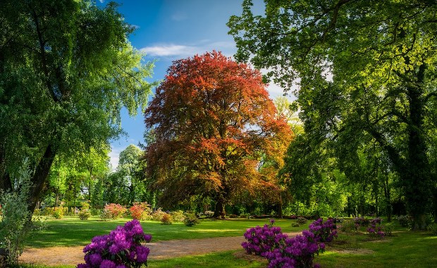 Polski buk został Europejskim Drzewem Roku 2025
