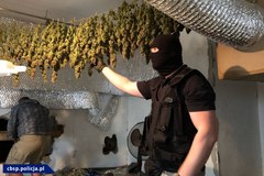 Polski gang uprawiał w Czechach marihuanę