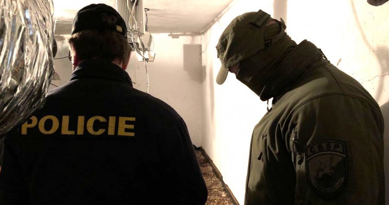 Polski gang uprawiał w Czechach marihuanę