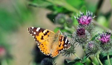 Polski motyl bije wszelkie rekordy. Potrafi pokonać nawet Atlantyk