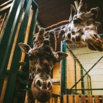 Polski ogród zoologiczny zamknięty. Jest komunikat