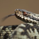 Polski park narodowy wydał ostrzeżenie. Jadowite węże są na szlakach