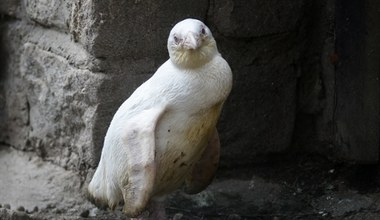 Polski pingwin "idzie jak burza" w światowym konkursie. Ma tajemną przewagę